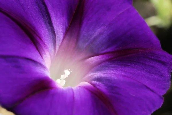 Morning Glory Flower Hermosos Fondos Pantalla — Foto de Stock