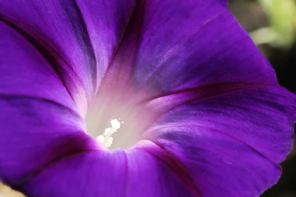 Πρωινό Λουλούδι Της Δόξας Όμορφες Ταπετσαρίες — Φωτογραφία Αρχείου