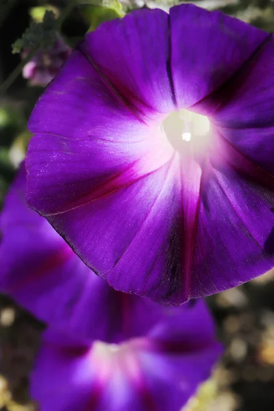 Morning Glory Flower Hermosos Fondos Pantalla —  Fotos de Stock