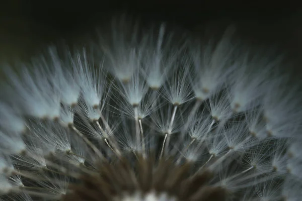 Pflanzen Aus Nächster Nähe Löwenzahn Detail Makroblüte — Stockfoto