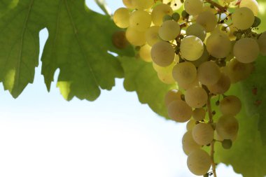 Sonbaharda olgun beyaz üzümler