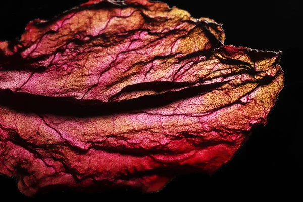 Dry Leaf Texture Abstract Background — 스톡 사진