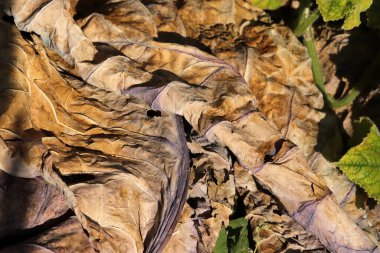 Sonbaharda sarı yapraklar. Soyut doğa arkaplan dokusu.