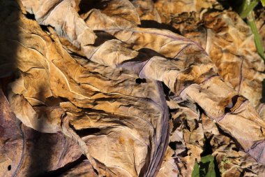 Sonbaharda sarı yapraklar. Soyut doğa arkaplan dokusu.