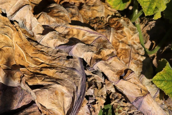 Geelachtige Bladeren Herfst Abstract Natuur Achtergrond Textuur — Stockfoto