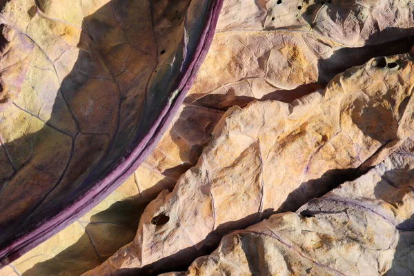 Желтые Листья Осенью Абстрактная Текстура — стоковое фото