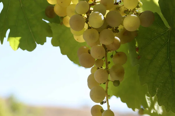 Uvas Brancas Naturais Maduras Outono — Fotografia de Stock