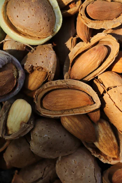 Tiempo Cosecha Almendras Almendras Rotas — Foto de Stock