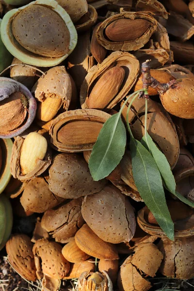 Tiempo Cosecha Almendras Almendras Rotas — Foto de Stock