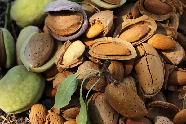 almond harvest time - broken almonds