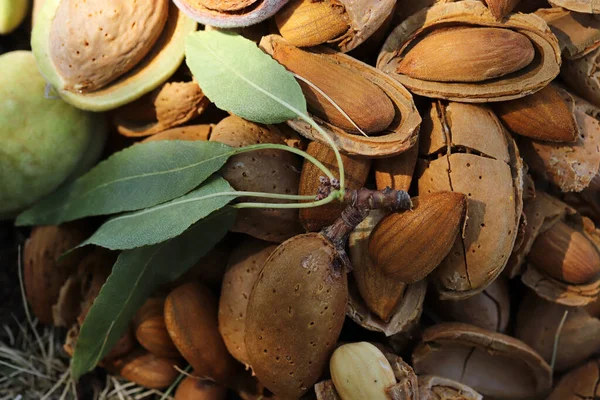 Badem Hasat Zamanı Kırılmış Badem — Stok fotoğraf