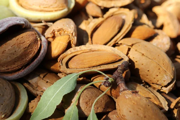 Tempo Raccolta Delle Mandorle Mandorle Rotte — Foto Stock