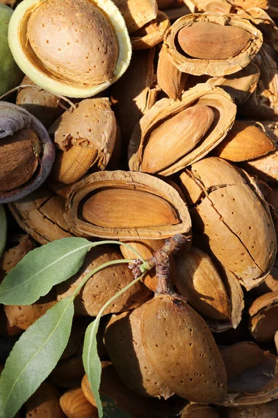 Badem Hasat Zamanı Kırılmış Badem — Stok fotoğraf