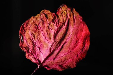 Kuru Yaprak Dokusu Soyut Arkaplan