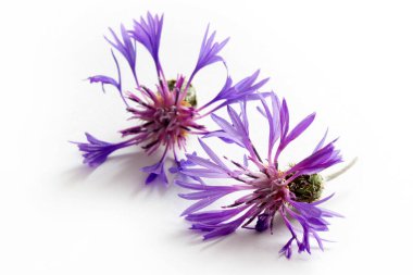 Siyanoz segetum - Cornflower. Çiçek arkaplanı.