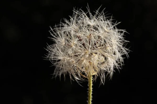 Maskrosfrön Naturen Naturbakgrund — Stockfoto