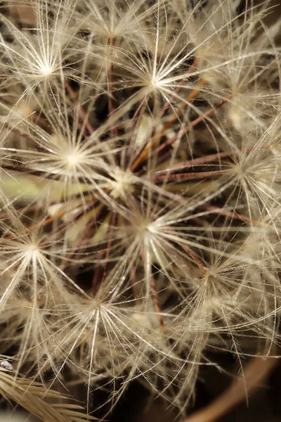 Maskrosfrön Naturen Naturbakgrund — Stockfoto