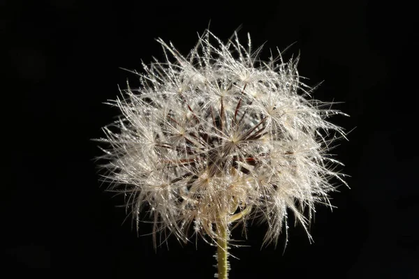 Dandelion Seeds Nature Nature Background — Stock Photo, Image