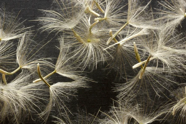 Close Dandelion Seeds Black Background — Stock Photo, Image