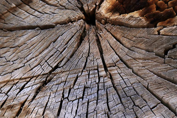 Tree Ring Abstract Background Textured Natural Organic Texture Cracked Rough — Stock Photo, Image