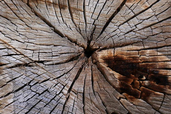 Anneau Arbre Fond Abstrait Texturé Texture Organique Naturelle Avec Surface — Photo