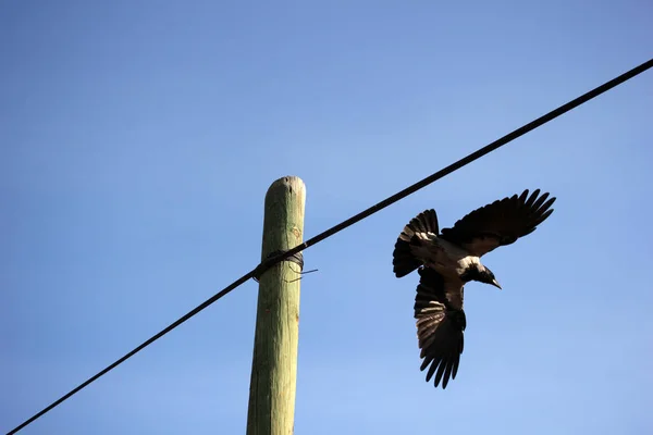 Electricity Pylon Flying Crow — Stock Photo, Image