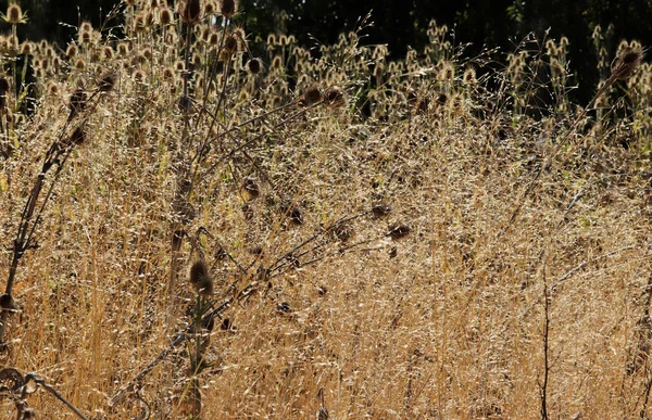 Cardos Amarillos Otoño — Foto de Stock