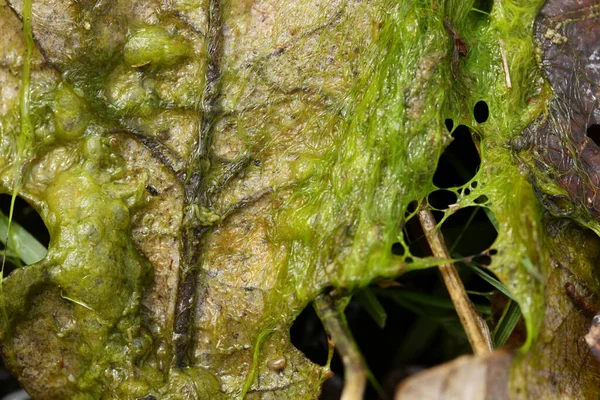 Green Algae Surface Water Nature Background — Stock Photo, Image