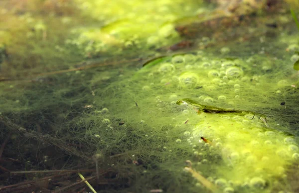 Green Algae Surface Water Nature Background — Stock Photo, Image