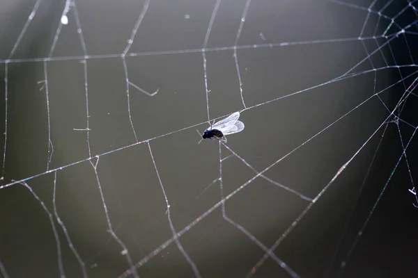 Természet Háttér Fly Fogott Pókháló — Stock Fotó