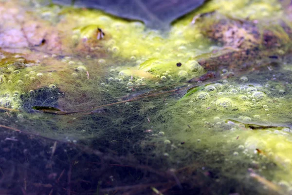 Alghe Verdi Sulla Superficie Dell Acqua Sfondo Della Natura — Foto Stock