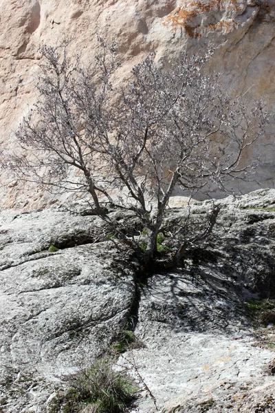 Kayada Ağaç Yetişiyor Doğa Arkaplanı — Stok fotoğraf