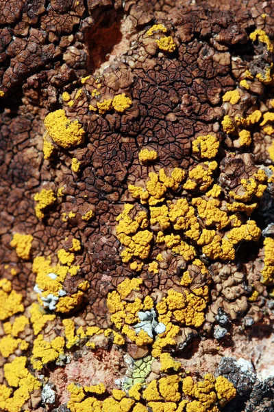 Musgo Amarelo Superfície Pedra — Fotografia de Stock