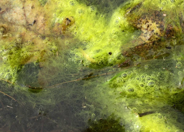 Algues Vertes Surface Eau Contexte Naturel — Photo
