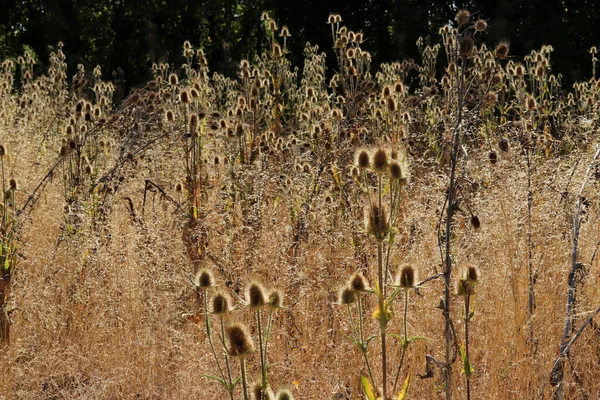 Yellow Thistles Fall — Stock Photo, Image