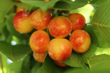 Kiraz dalı. Sarı ve kırmızı olgun kirazlar. 