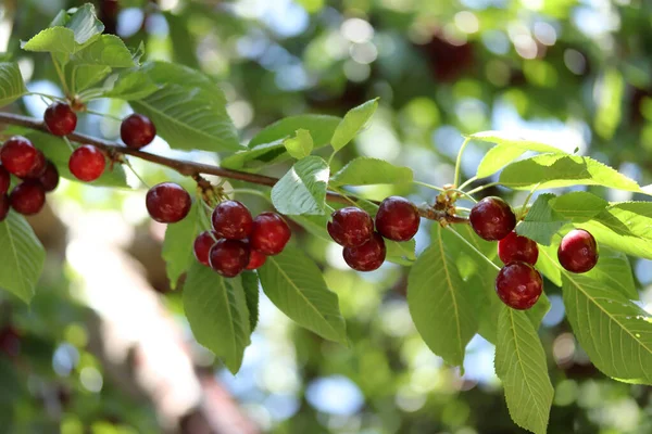 Branche Cerise Baies Mûres Rouges Sur Cerisier — Photo