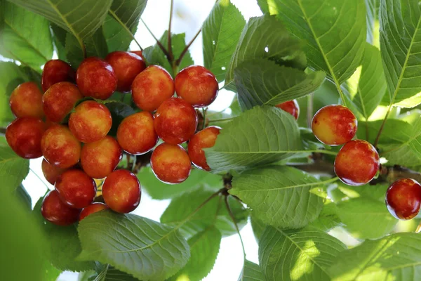 Branche Cerise Cerises Mûres Jaunes Rouges — Photo