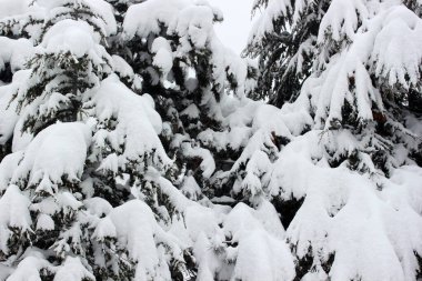 Çam ağacında kar. Kış soyut arkaplanı.