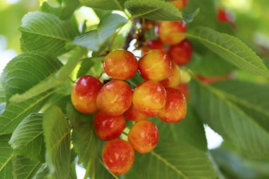 Kiraz dalı. Sarı ve kırmızı olgun kirazlar. 