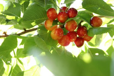 Kiraz dalı. Sarı ve kırmızı olgun kirazlar. 