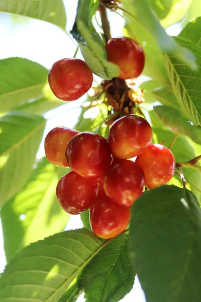 Cherry Branch Yellow Red Ripe Cherries Royalty Free Stock Images