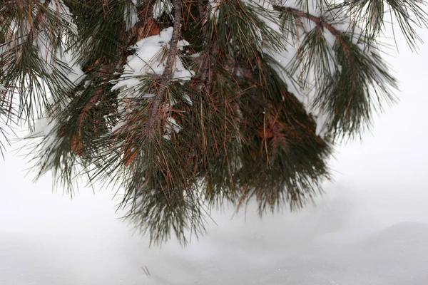 Χιόνι Στο Πεύκο Χειμερινό Αφηρημένο Υπόβαθρο — Φωτογραφία Αρχείου