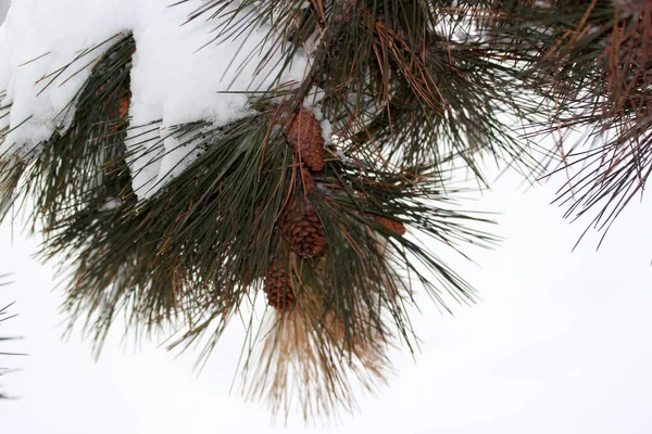 Snow on the pine tree. Winter abstract background.