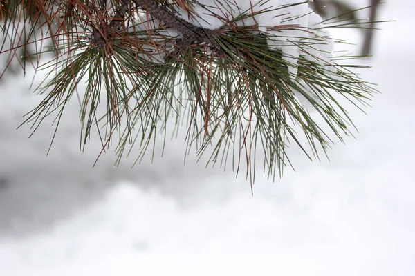 Снег Сосне Зимний Абстрактный Фон — стоковое фото