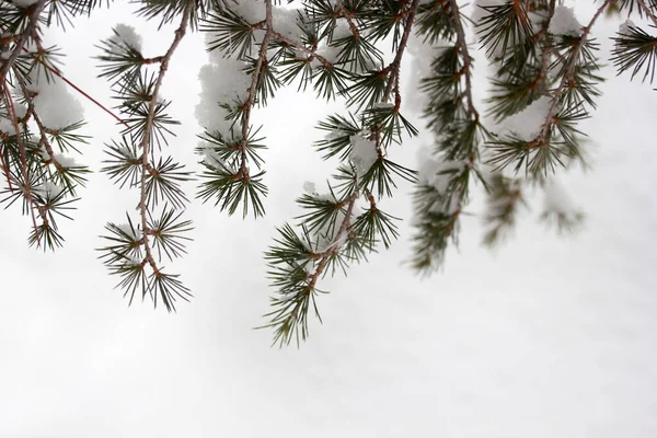 Снег Сосне Зимний Абстрактный Фон — стоковое фото