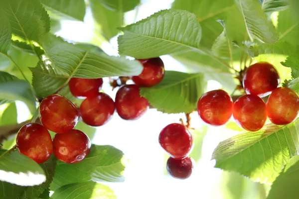 Cherry Branch Yellow Red Ripe Cherries Royalty Free Stock Images