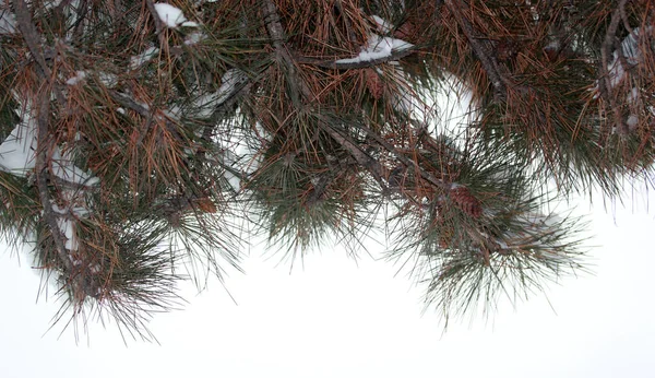 Çam Ağacında Kar Kış Soyut Arkaplanı — Stok fotoğraf