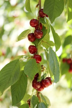 Kiraz dalı. Kiraz ağacında olgun kırmızı meyveler. 