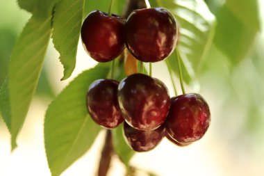 Kiraz dalı. Kiraz ağacında olgun kırmızı meyveler. 